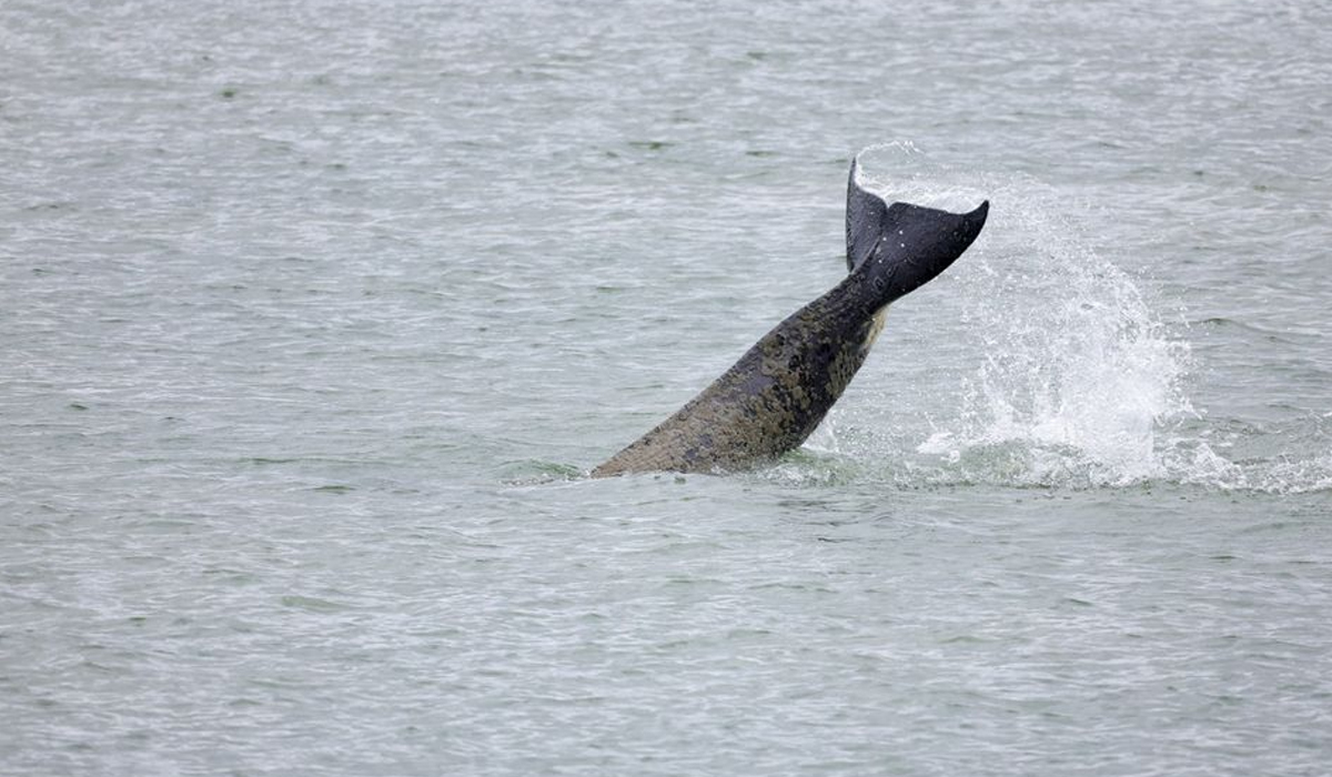 whale